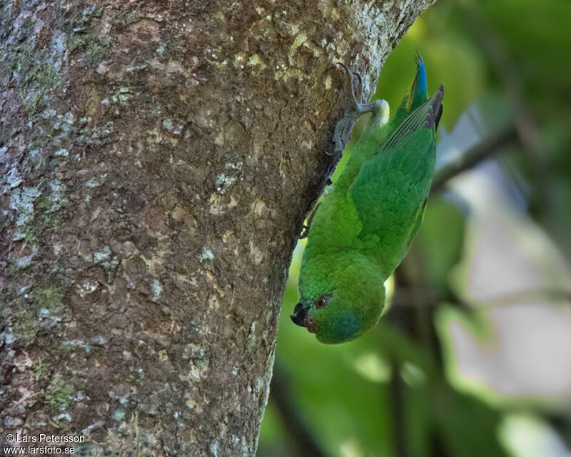 Finsch's Pygmy Parrot