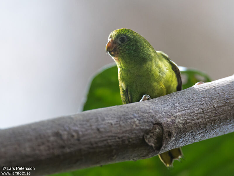 Finsch's Pygmy Parrot