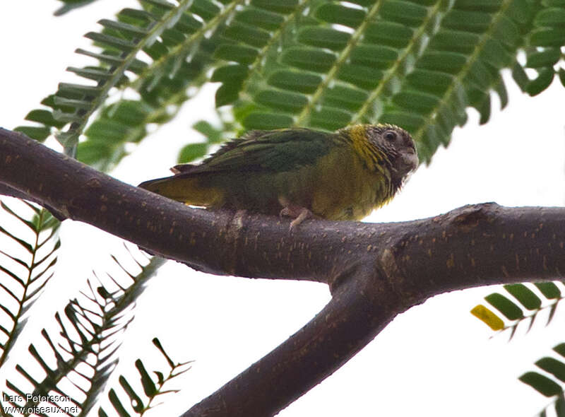 Meek's Pygmy Parrot