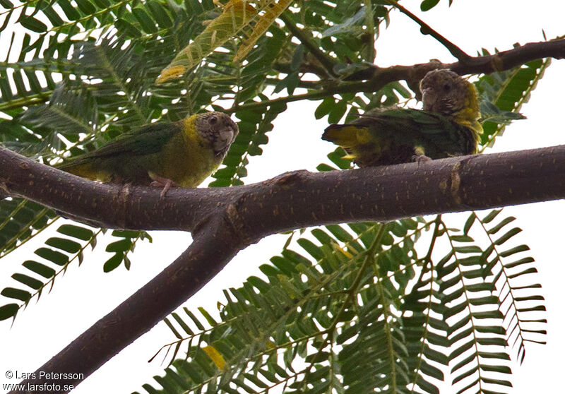 Meek's Pygmy Parrot