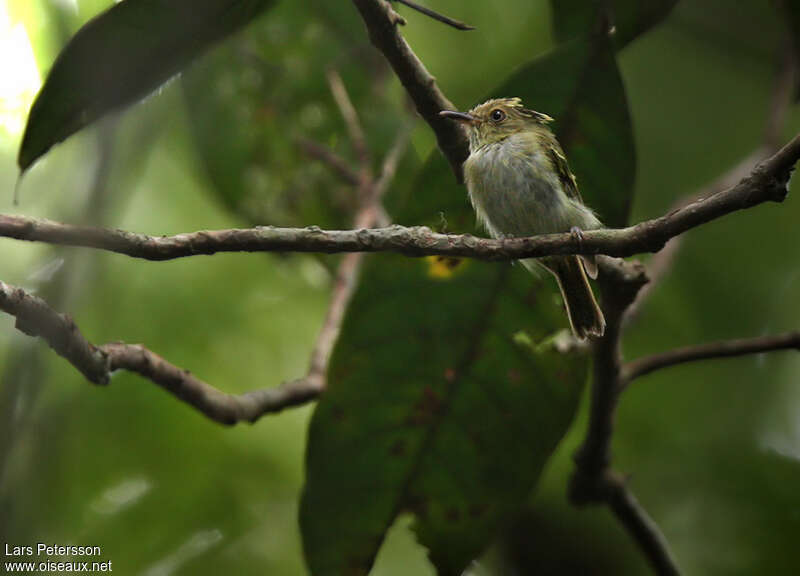 Double-banded Pygmy Tyrant