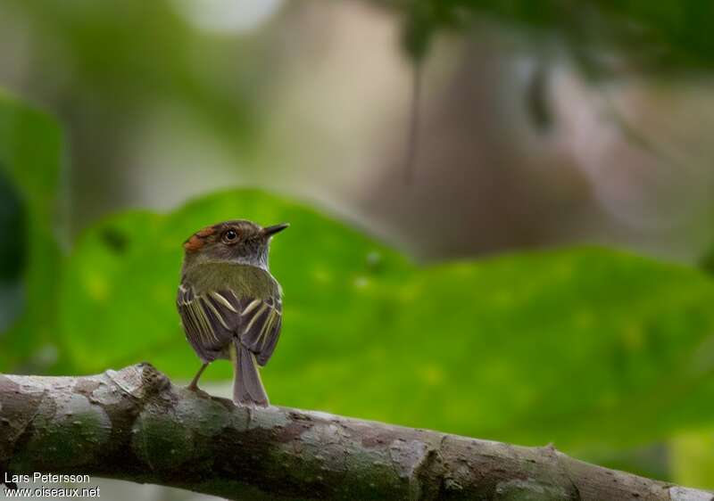 Scale-crested Pygmy Tyrantadult, pigmentation