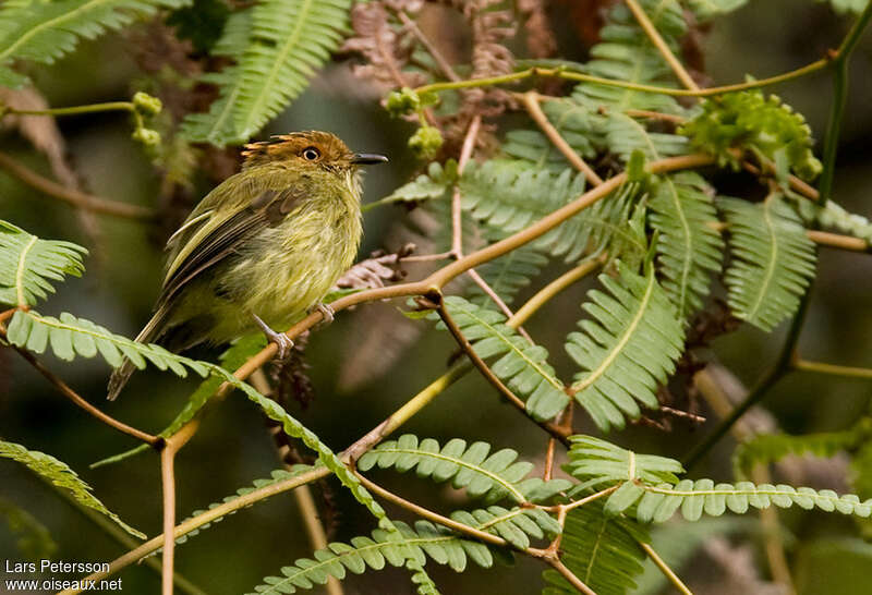 Scale-crested Pygmy Tyrantadult, habitat, pigmentation