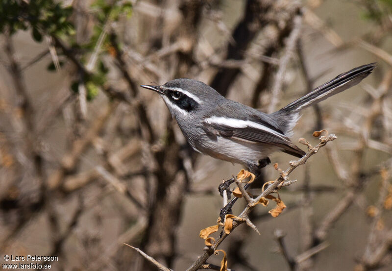 Fairy Flycatcher