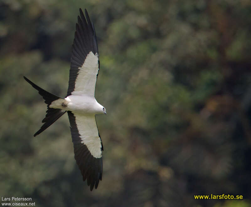 Swallow-tailed Kite, pigmentation, Flight