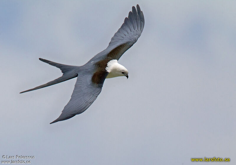 Swallow-tailed Kite