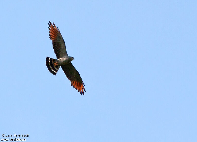 Plumbeous Kite