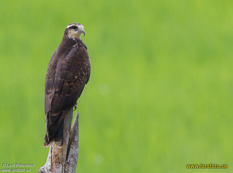 Snail Kite