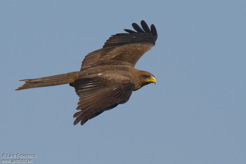 Black Kite