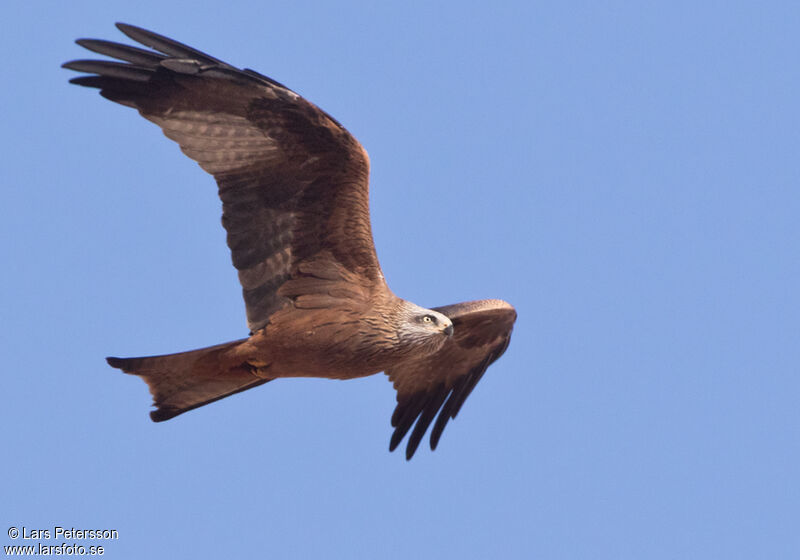 Black Kite