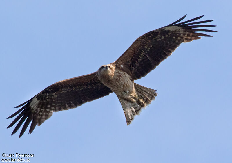 Black Kite