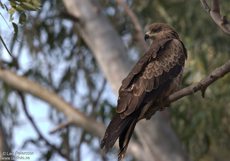 Black Kite