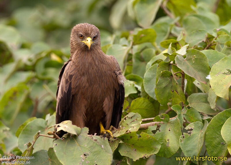 Black Kite