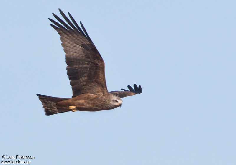 Black Kite