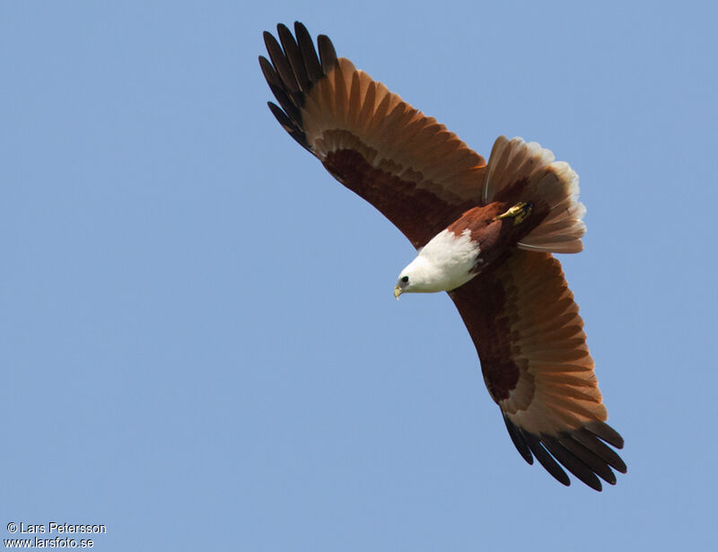 Brahminy Kite