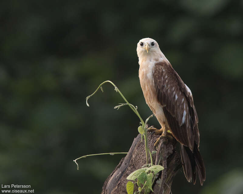 Brahminy Kiteimmature, identification