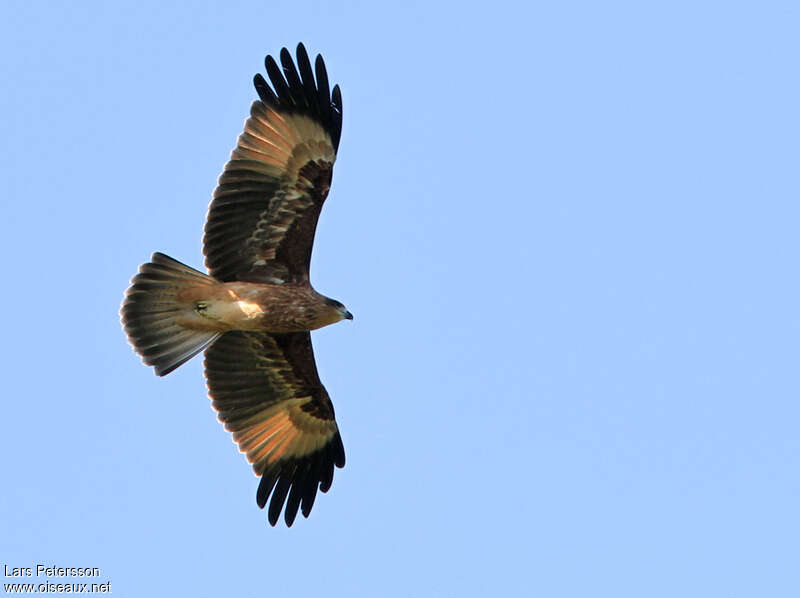 Brahminy Kiteimmature, pigmentation, Flight