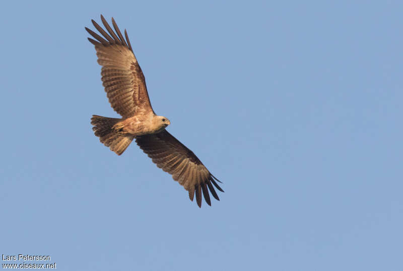 Brahminy Kitejuvenile, pigmentation, Flight