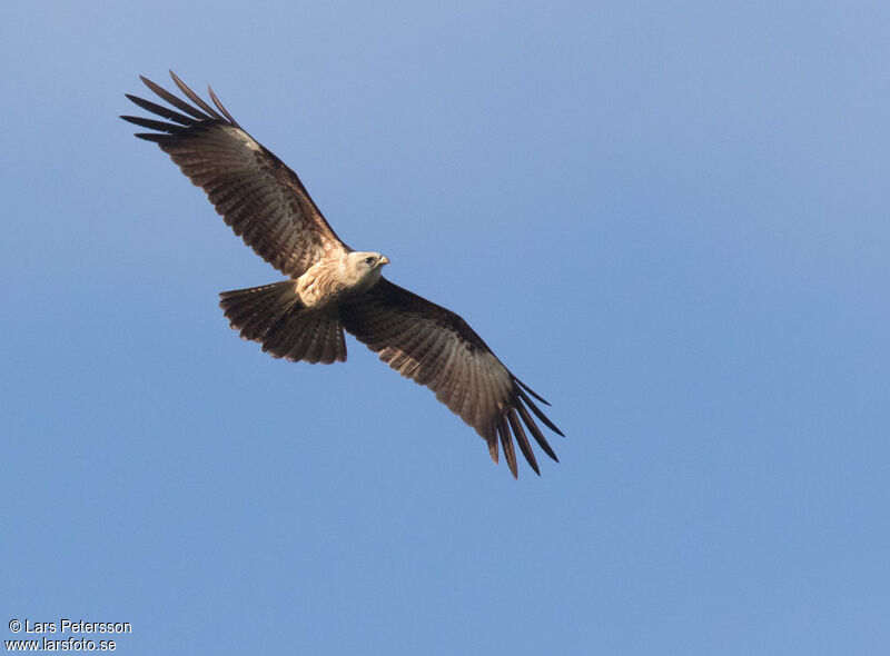 Brahminy Kite