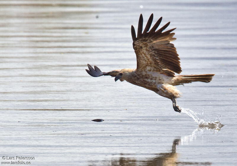 Whistling Kite