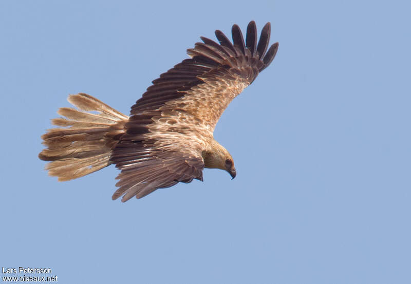 Whistling Kiteadult, Flight