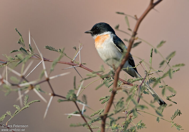 Minivet à ventre blanc