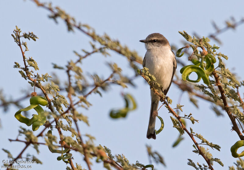 Minivet à ventre blanc