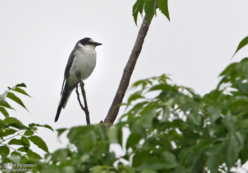 Minivet cendré