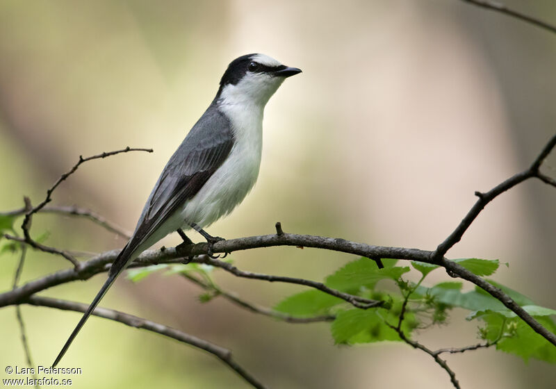 Minivet cendré