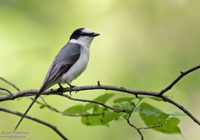 Ashy Minivet