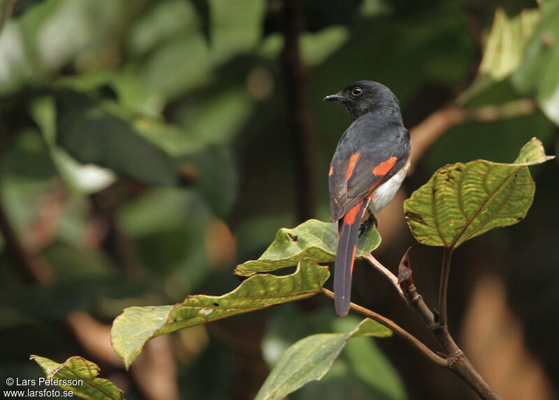 Little Minivet