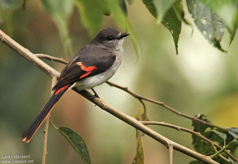 Minivet de Sumbawa femelle adulte, identification