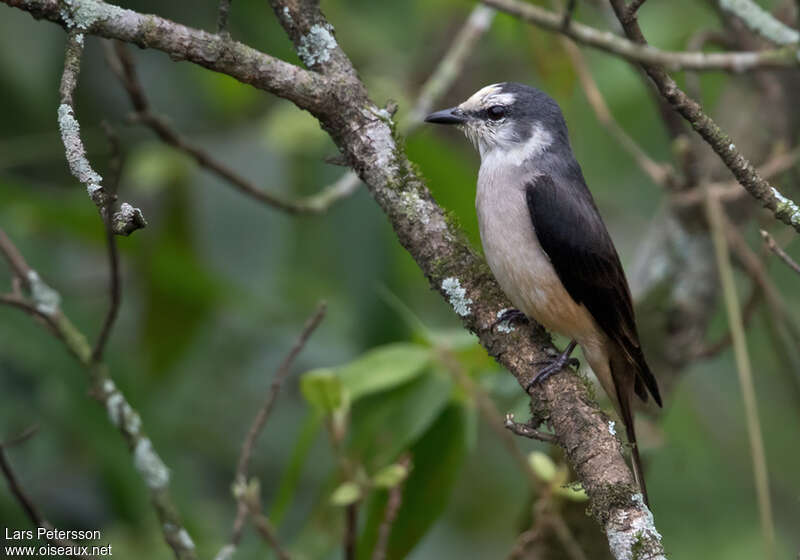 Minivet de Swinhoe mâle adulte, identification