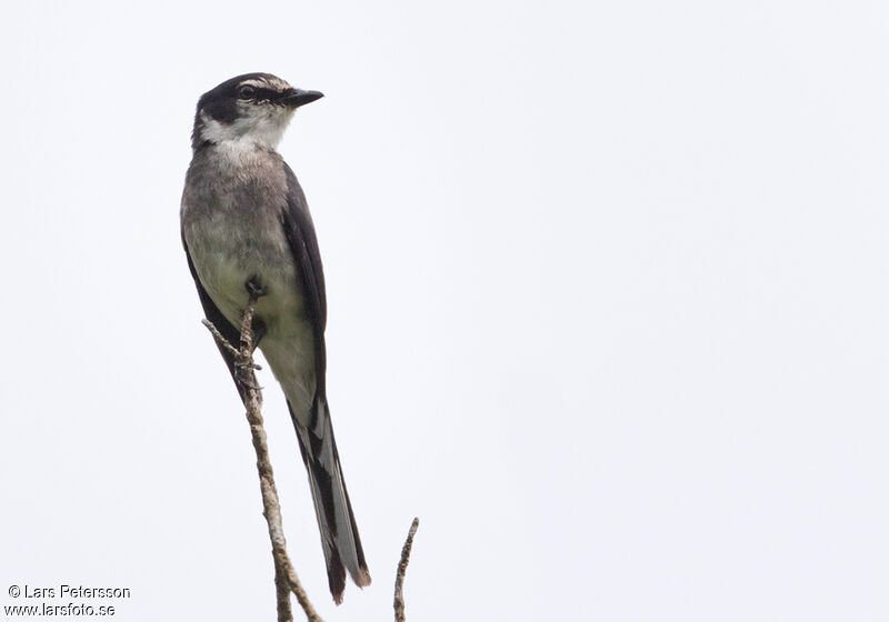 Minivet des Ryu Kyu