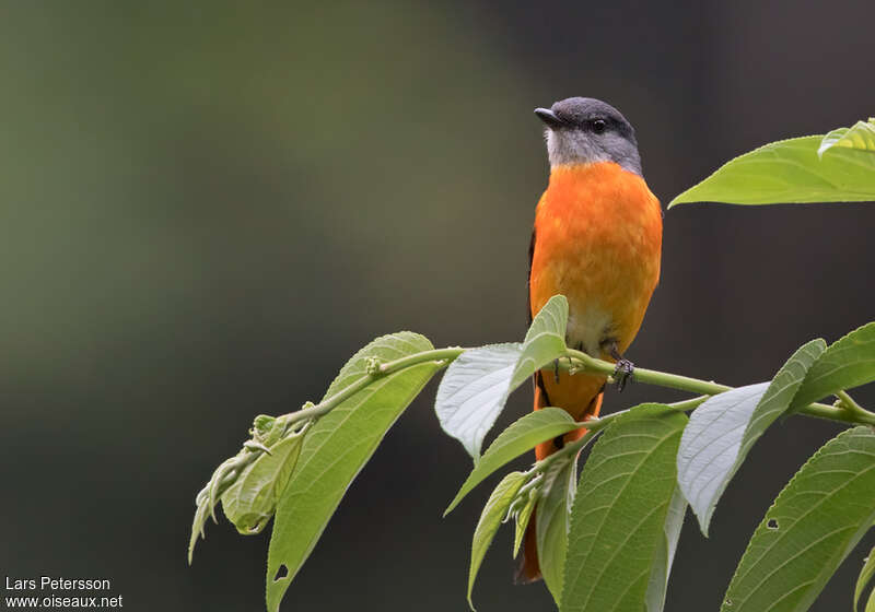 Grey-chinned Minivet male adult, habitat, pigmentation