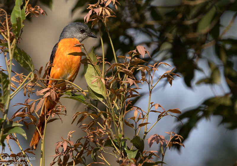 Grey-chinned Minivet