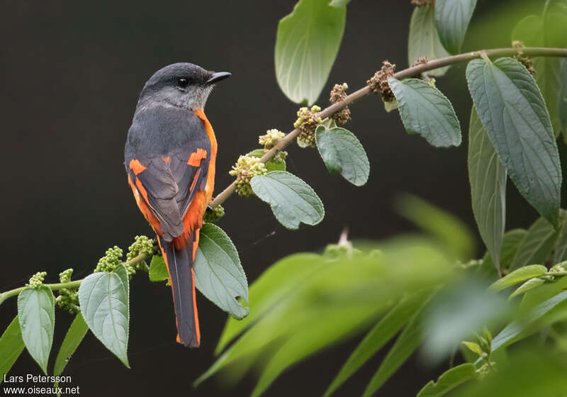 Grey-chinned Minivet male adult, pigmentation