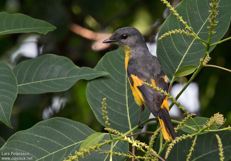 Minivet mandarin femelle adulte, pigmentation