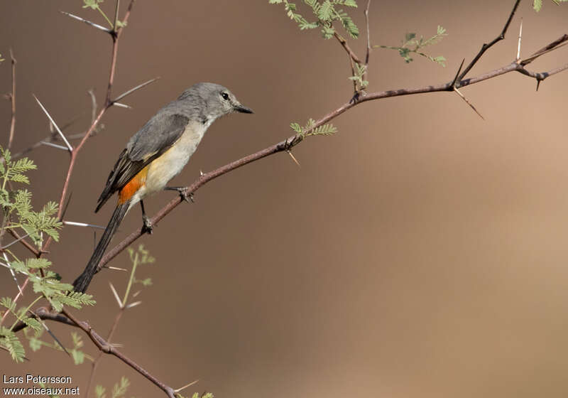 Minivet oranor femelle adulte, identification