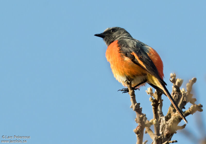 Small Minivet