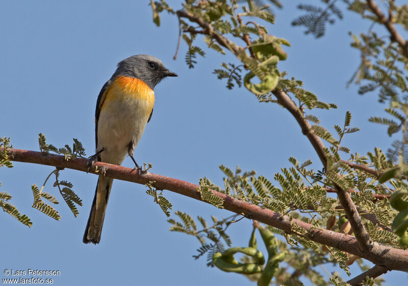 Small Minivet