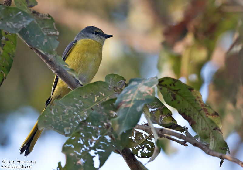 Long-tailed Minivet