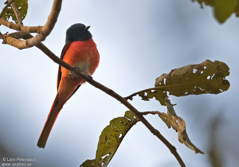 Minivet rouge