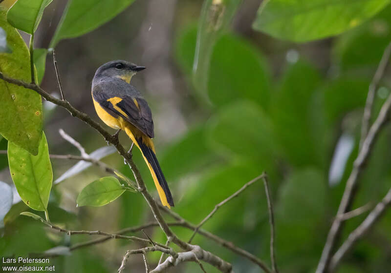 Minivet rouge femelle adulte