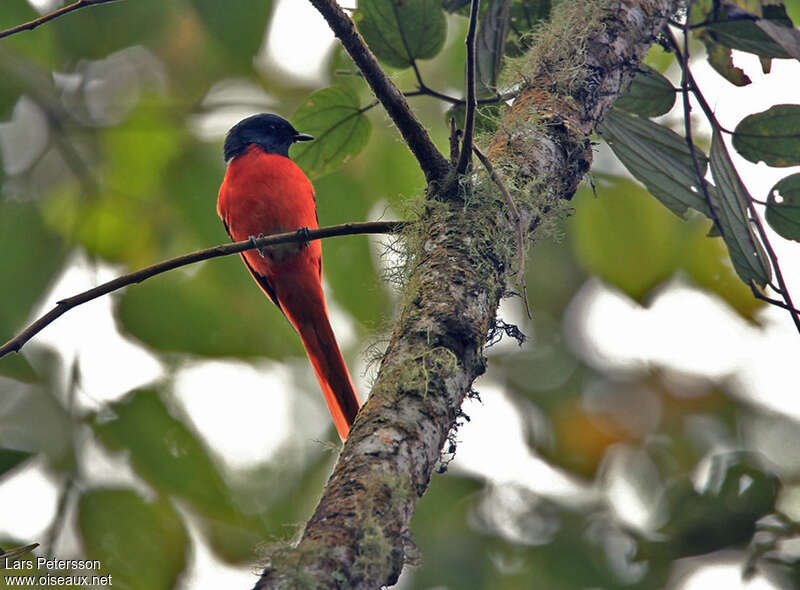 Sunda Minivet male adult