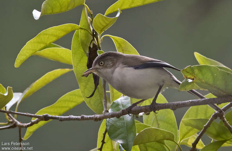 Blue-winged Minlaadult