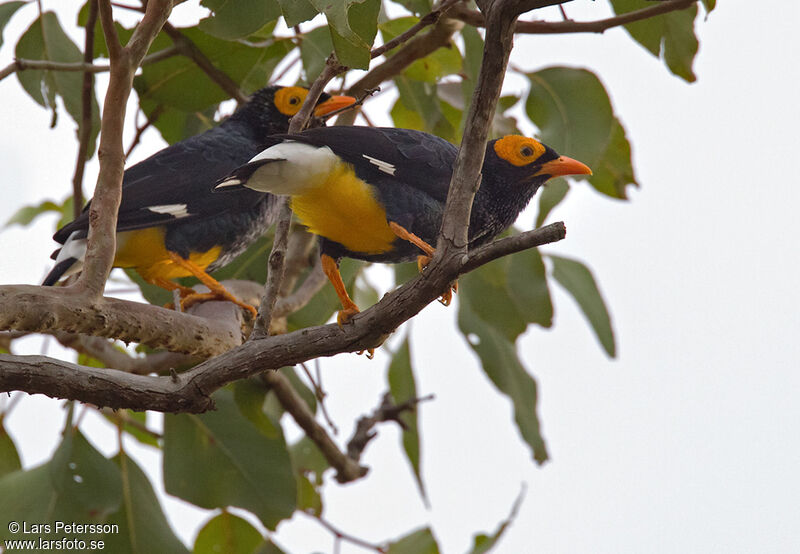 Yellow-faced Myna