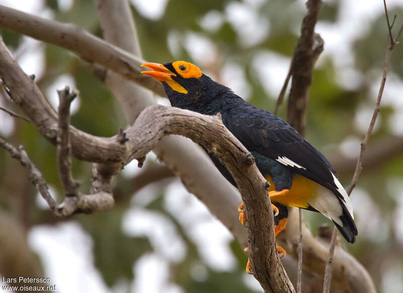 Yellow-faced Mynaadult, identification