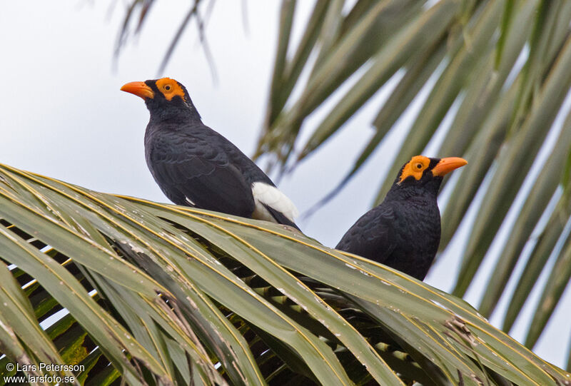 Long-tailed Myna