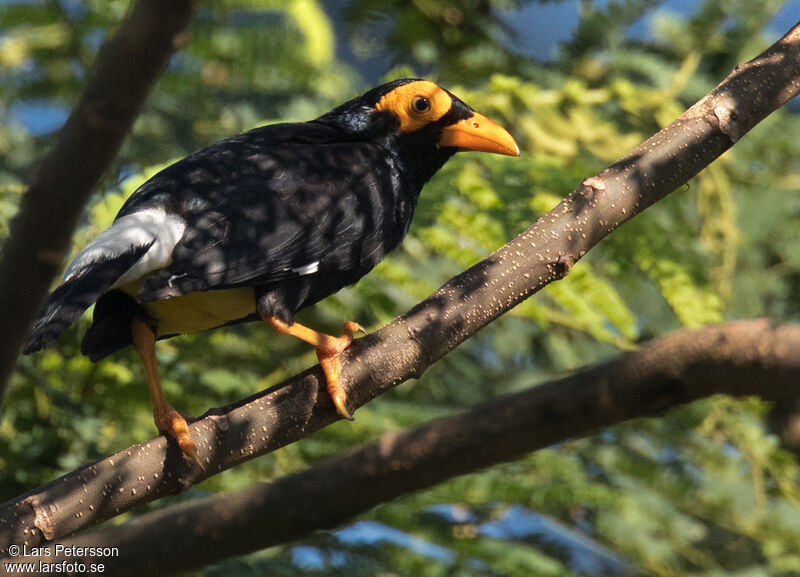 Long-tailed Myna